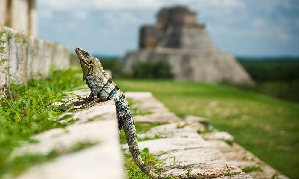 An iguana resting on the steps of an ancient temple in latin america.