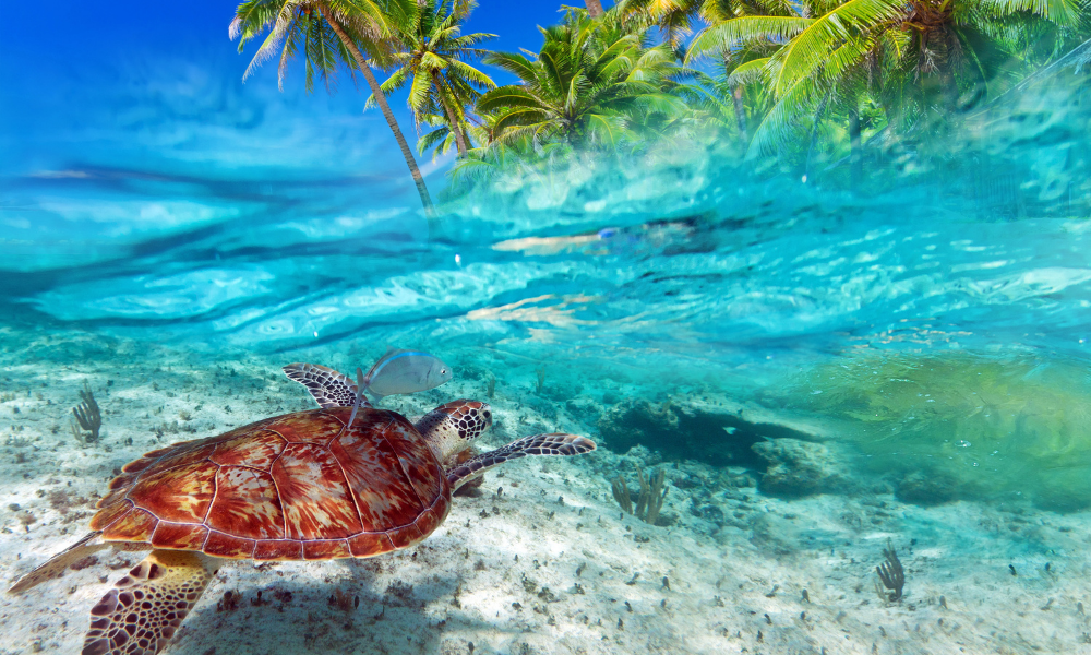 sea turtle swimming along sand under ocean water with palm trees in background