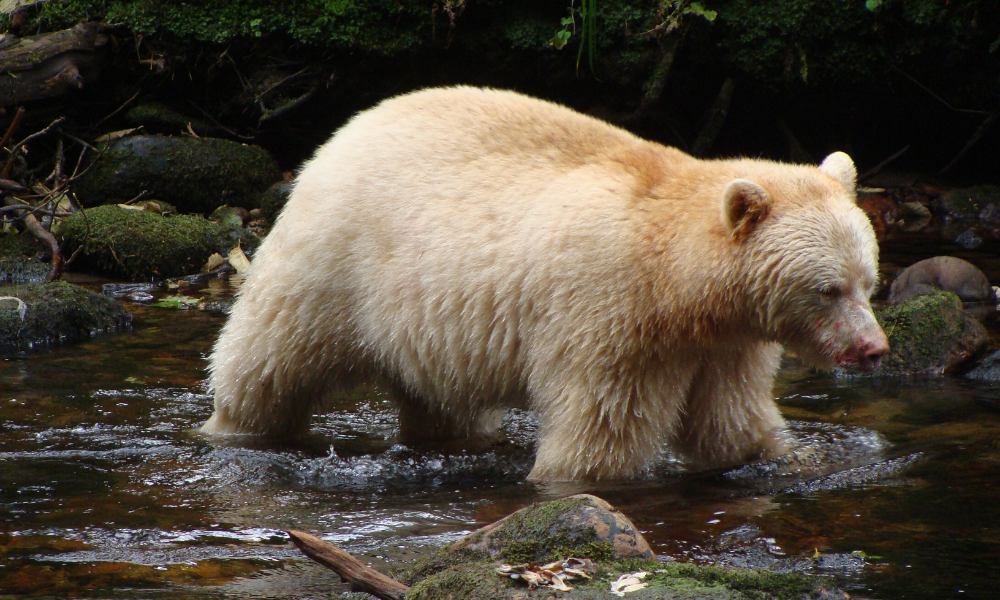 A spirit bear hunting for fish in a river.