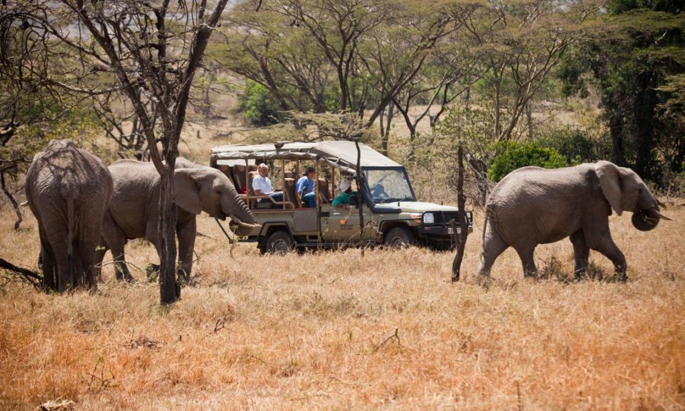 A group of tourists on a safari, driving past three elephants.