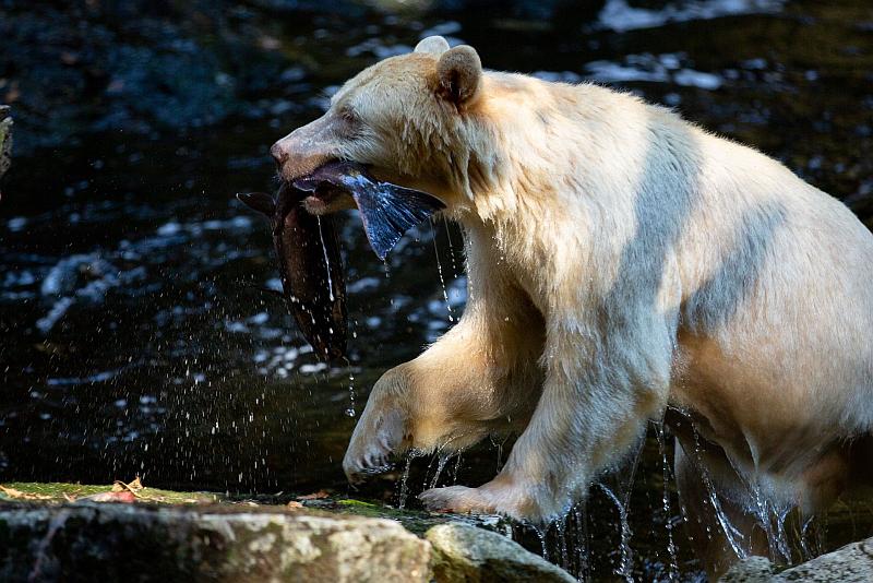 A spirit bear climbs out of a river, holding its prey in its mouth, a fish.
