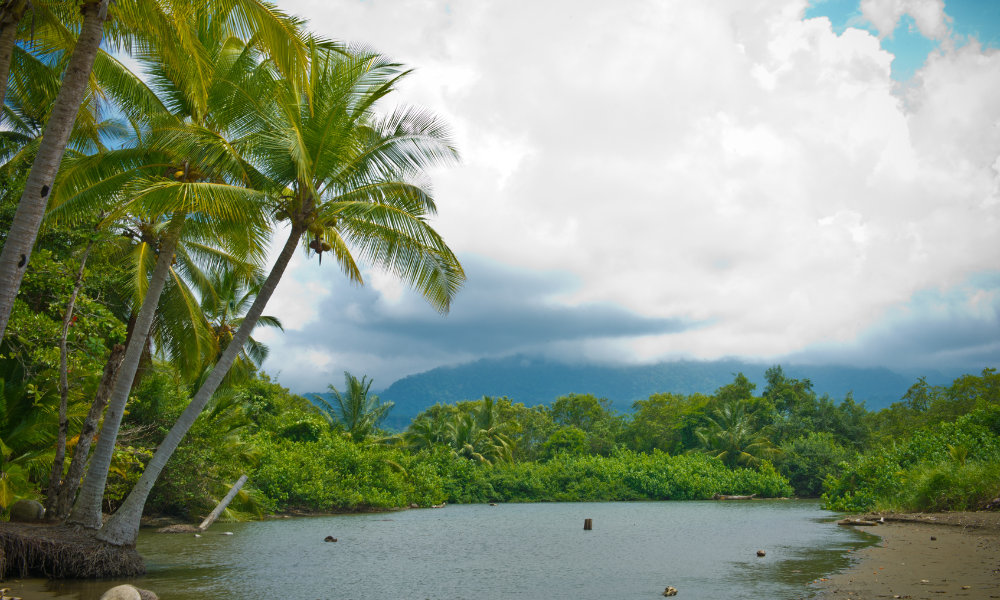 tropical trees around blue river with cloudy blue sky