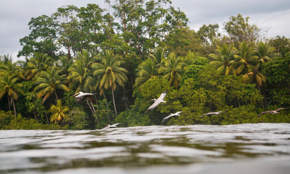 low angle of water with tropical trees in the background with small white birds flying low to the water