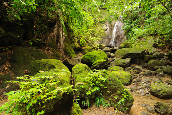 moss covered stones in dense jungle with waterfall in background