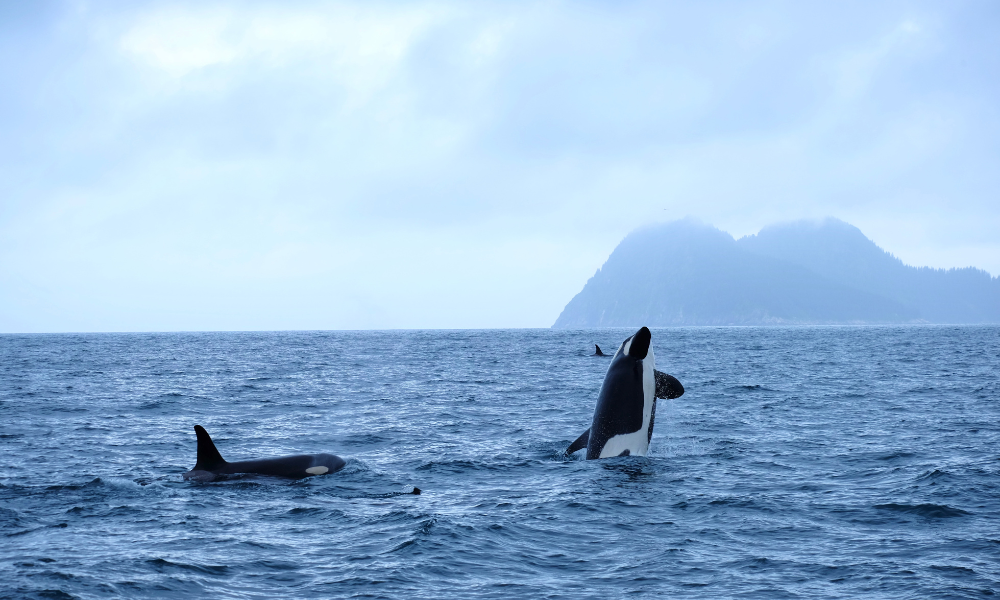 two orcas swimming in the open ocean with mountains in the background
