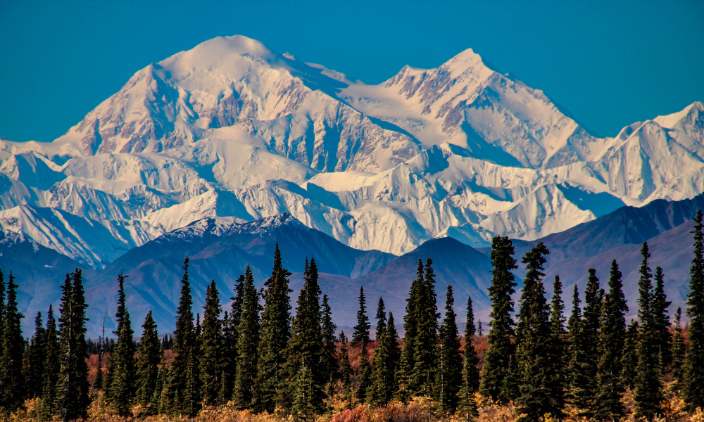 close up of alaska snow-capped mountain with a row of pine trees in the foreground