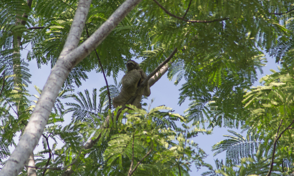 A view from below of a sloth in a tree.